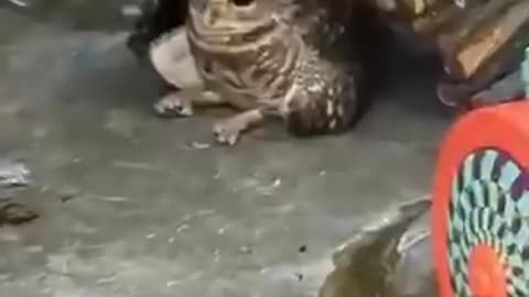 An interesting fact about the burrowing owl