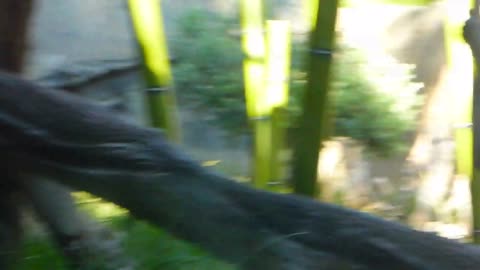 Bonobos in the shade