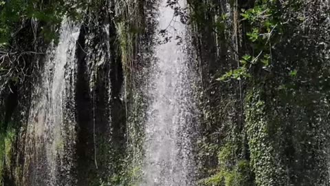 Did You Know? Forests Cover a Third of the Earth's Land!