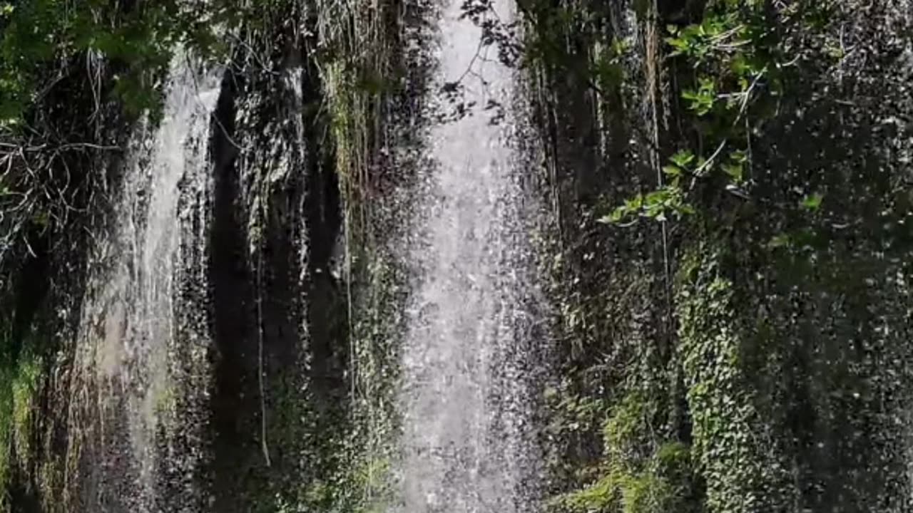 Did You Know? Forests Cover a Third of the Earth's Land!