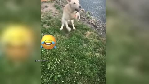 Are You Ready For The BEST Funny Dogs And Cats Videos EVER?🤣🤣