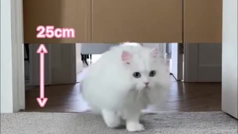 Cat vs. Obstacles... So Funny