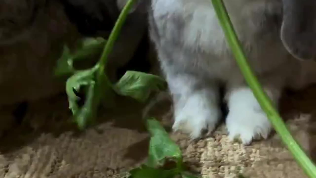 they love celery leaves 😋