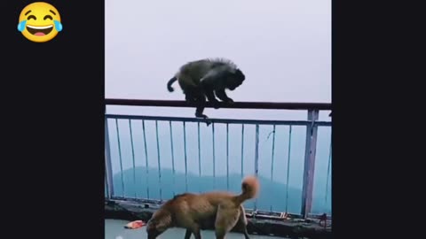 Monkey vs dog real fight | funny dog vs monkey video l funny video l comedy videos