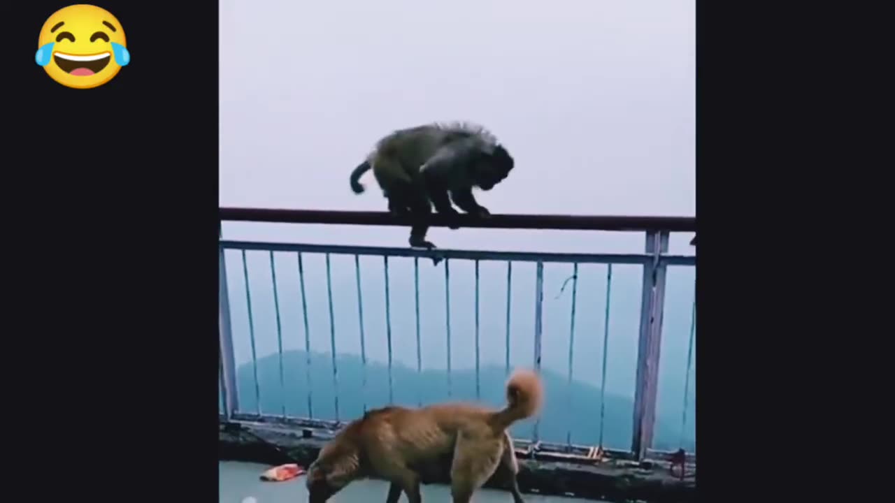 Monkey vs dog real fight | funny dog vs monkey video l funny video l comedy videos