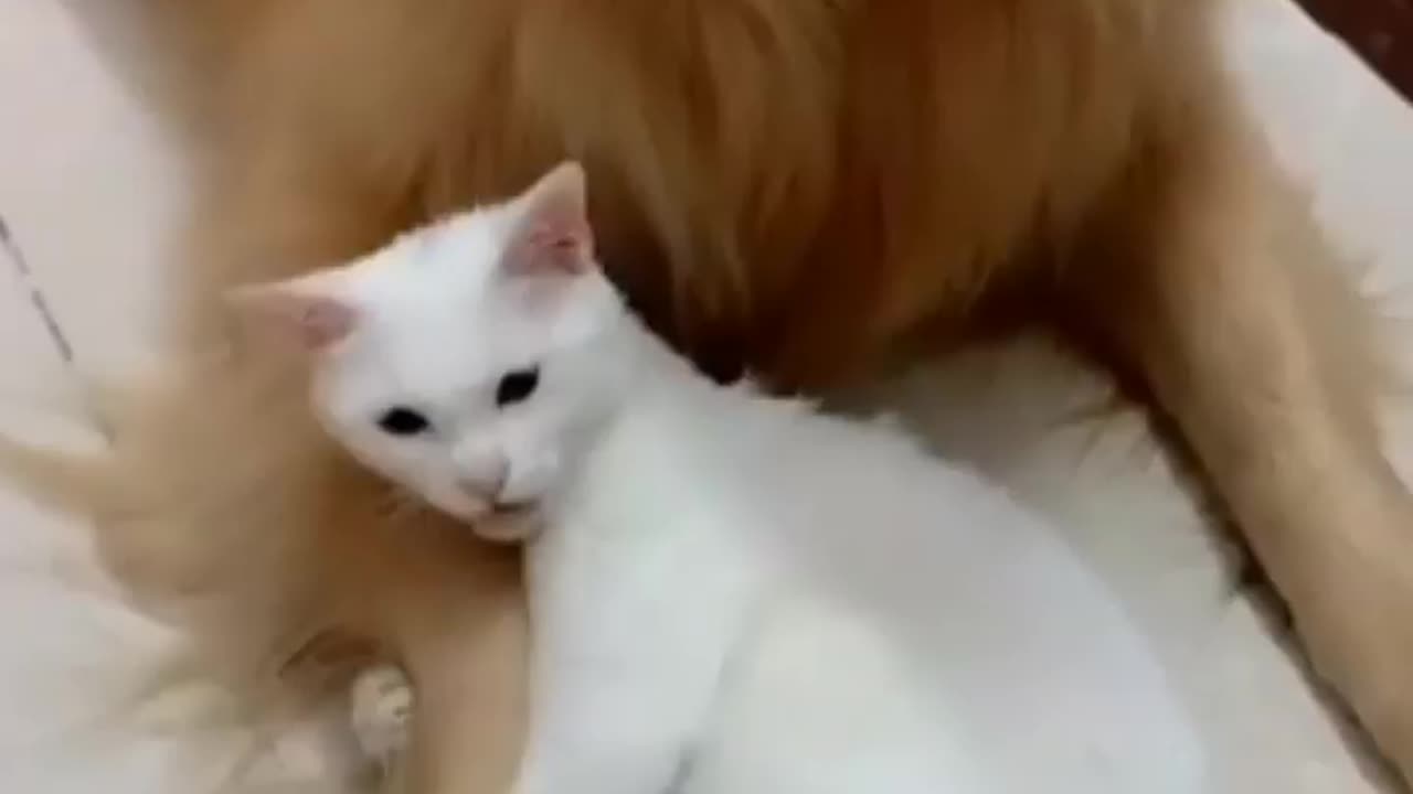 Cat and dog