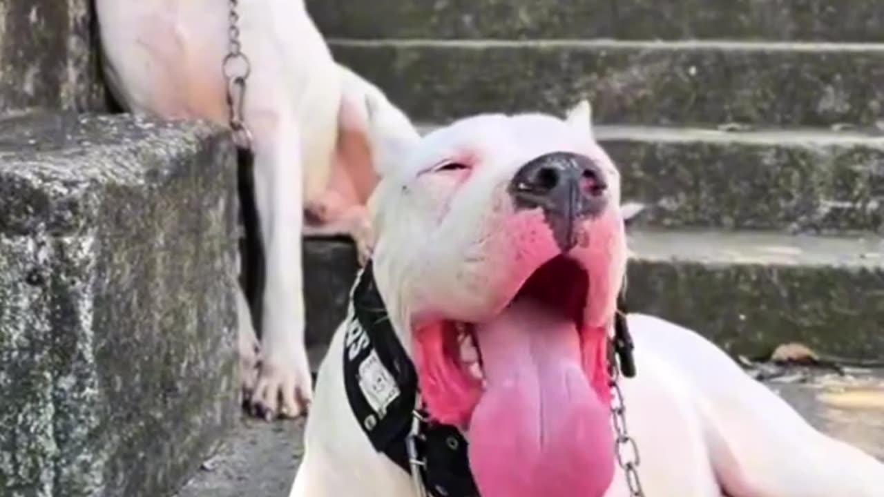 5 most powerful hunting dogs.