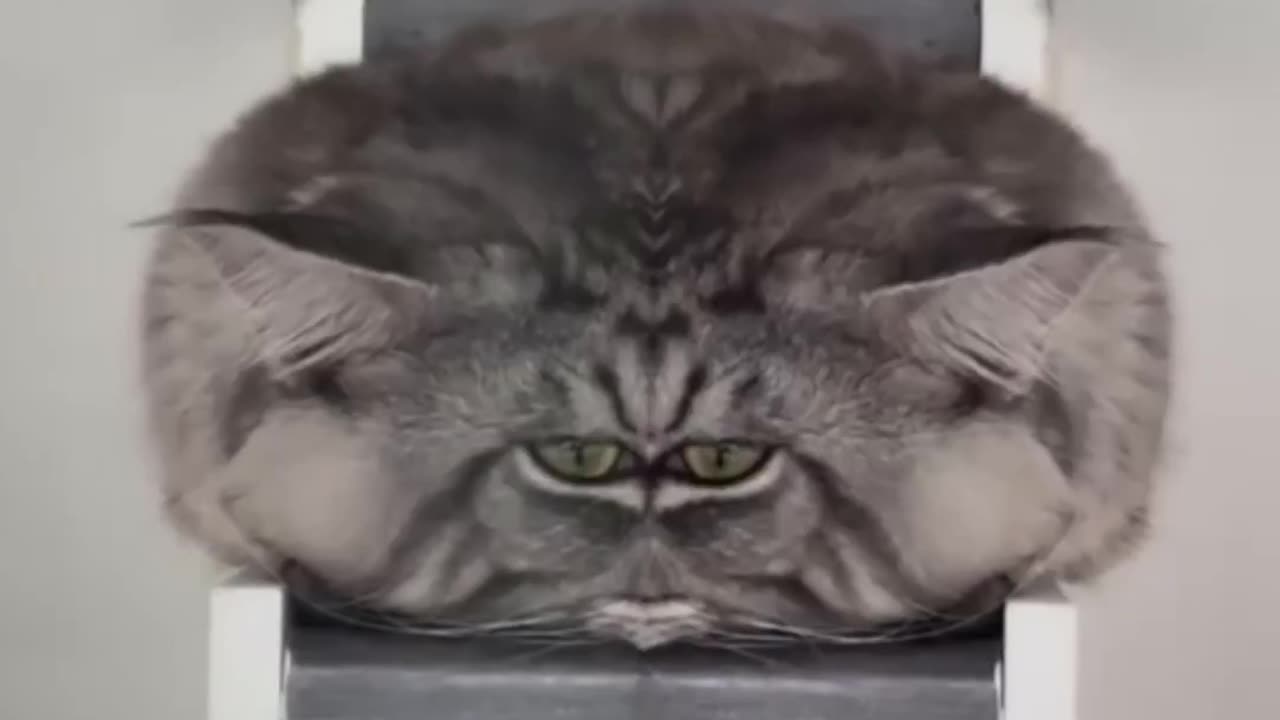 What kind of creature is this? 😅