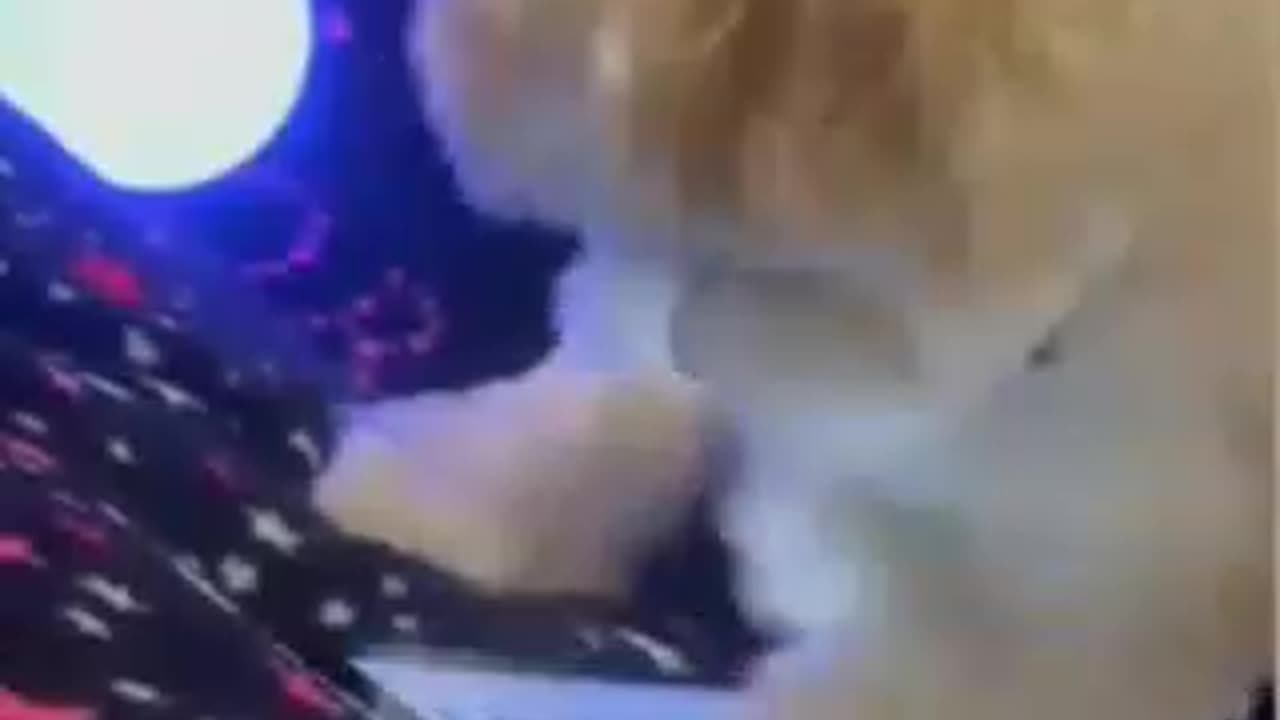 Funny Animals PT 05