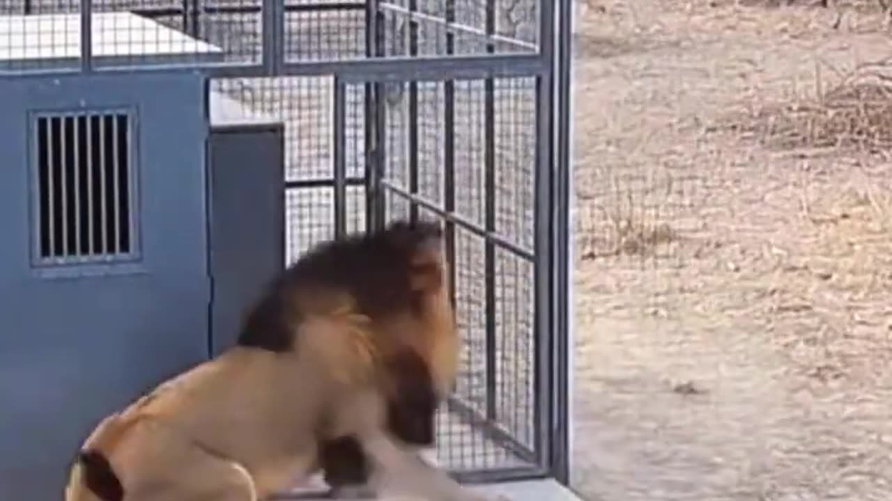 Lion attacked man