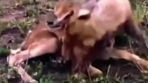 It ripped him apart!” 😱