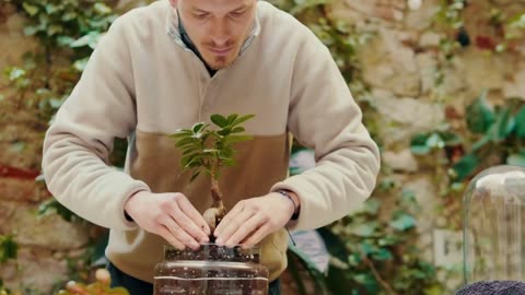 Fiddle Leaf Fig Repotting Guide