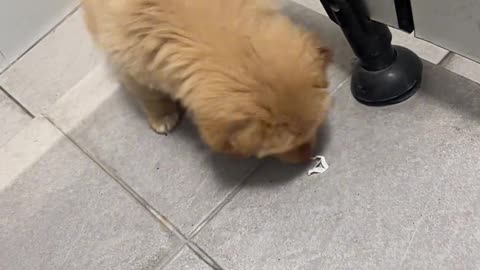 a puppy with no sense of boundaries/a boundary-less pupp
