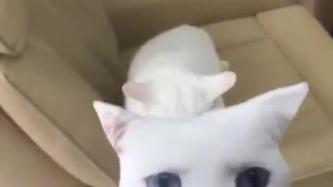 scared cats