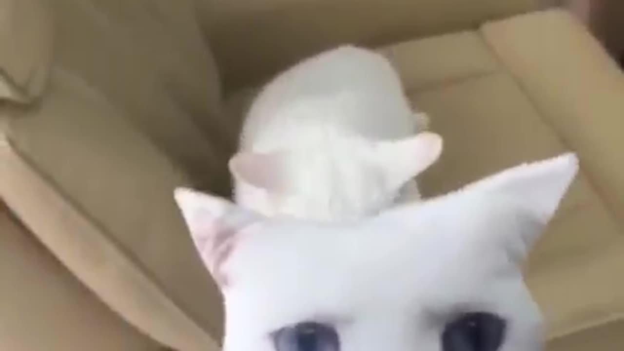scared cats