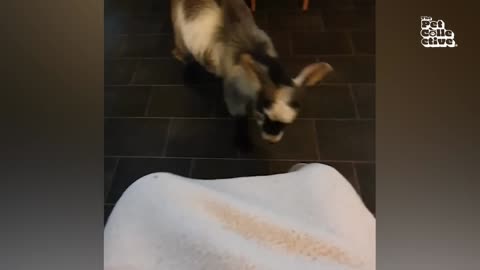 Funny Farm Animals