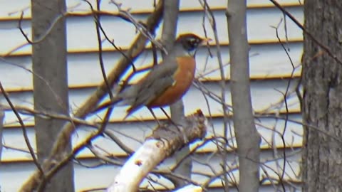 Robin