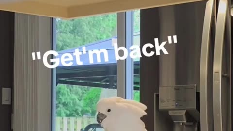 parrot says hilarious things laugh till you cry! 😂