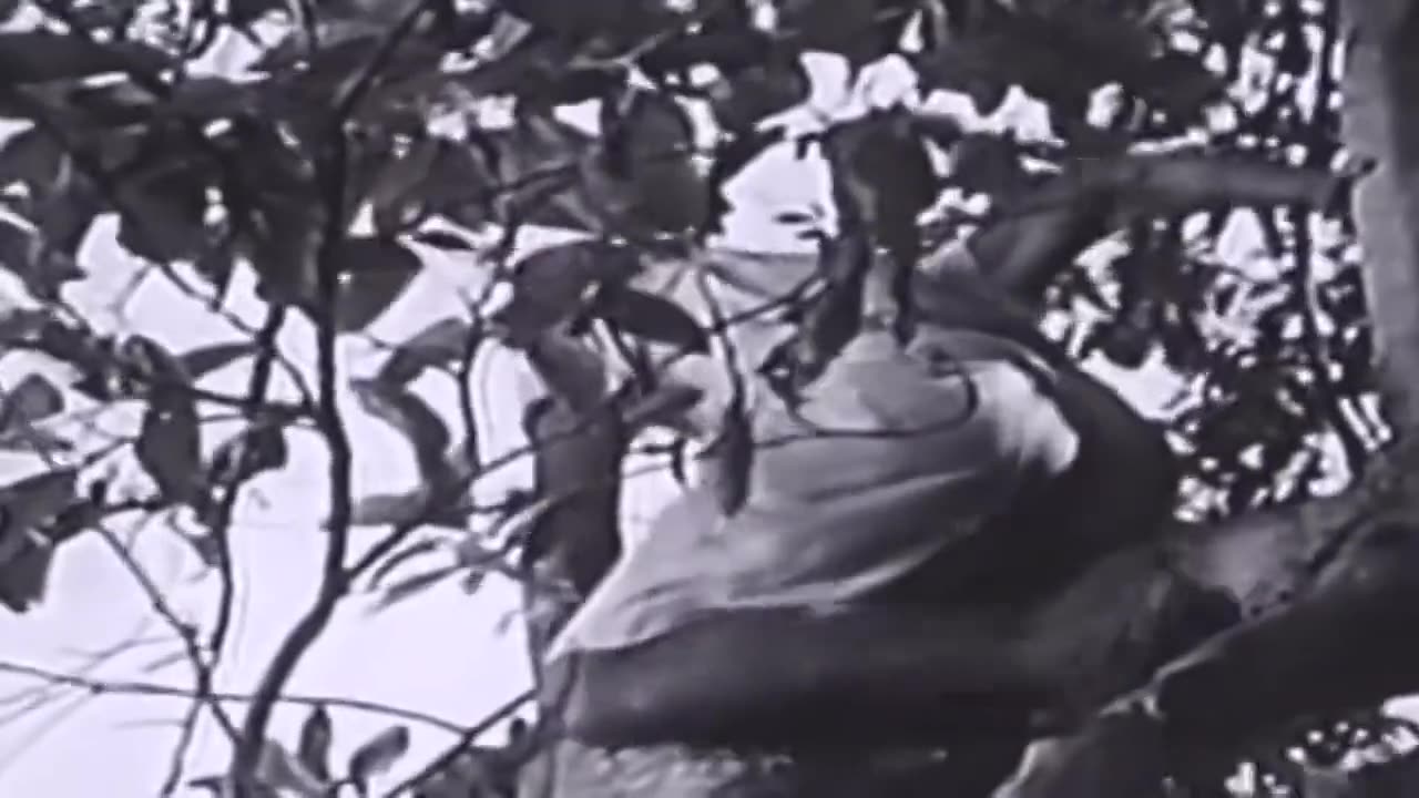 Sheena Queen of the Jungle - episode 14