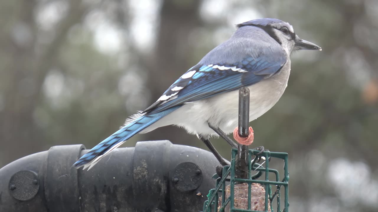 Bluejay