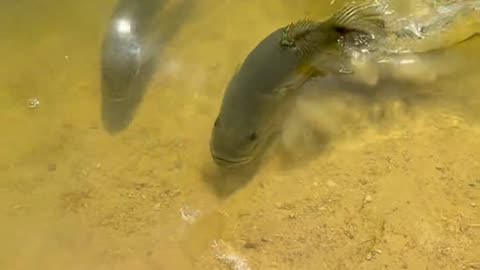Fish Running !!!