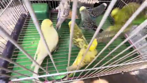 Birds market karachi 2/ 11/25