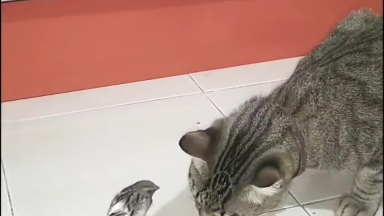 Cat and Sparrow