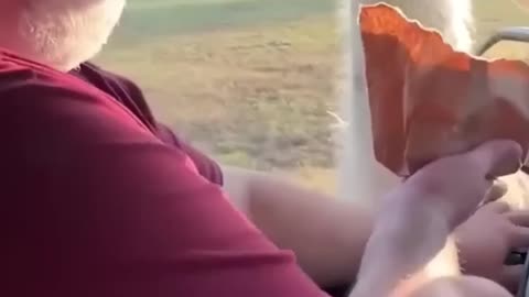 funny animal videos