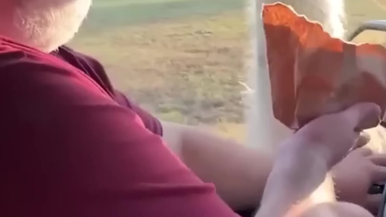 funny animal videos