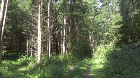 Forest Stream - Relaxing River Sounds - No Birds - Nature Video - Relax Sleep Study