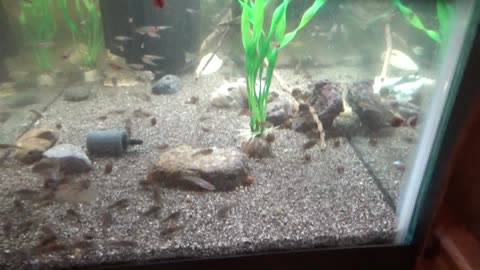 Corydoras, Boesemani Rainbows and Guppies For Sale