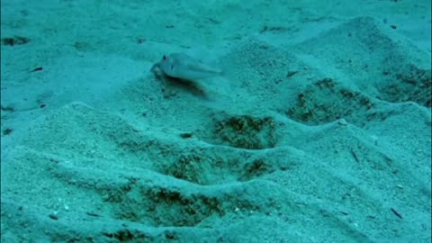 GLI ANIMALI POSSONO VEDERE LE FORME GEOMETRICHE DELL'ETERE, SENTIRE LE VIBRAZIONI, TUTTO È FREQUENZA