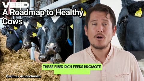 A Roadmap to Helathy Cows:Nurturing Wellness for Sustainable Dairy Farming
