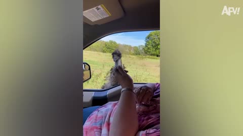 Ep 04 | Funniest Home Videos