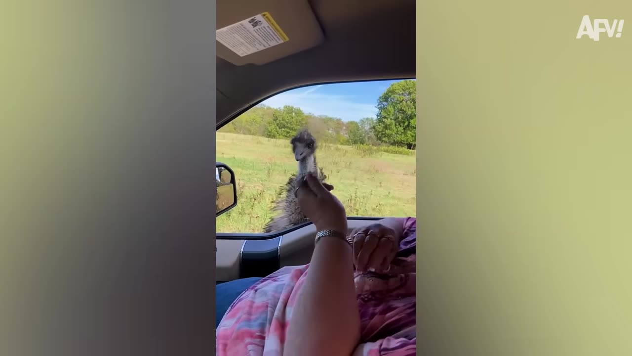 Ep 04 | Funniest Home Videos