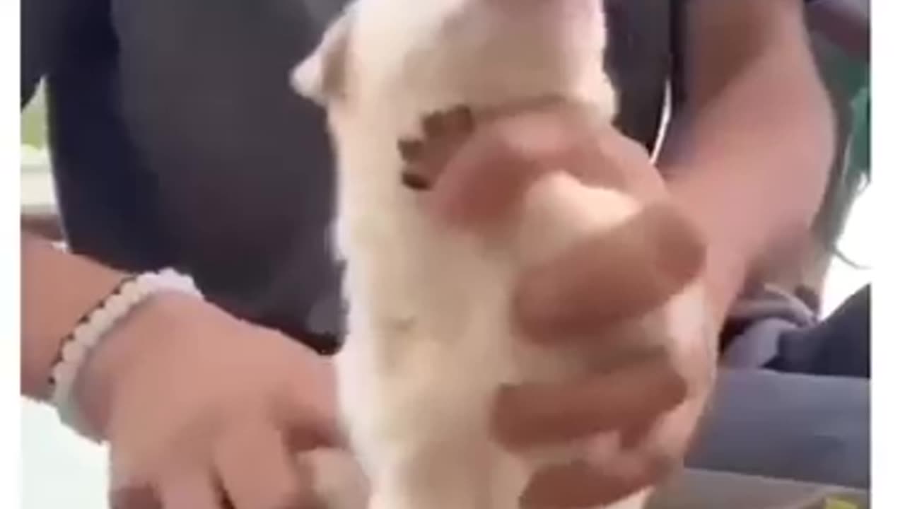 Cute Dog Dance thumka #shorts