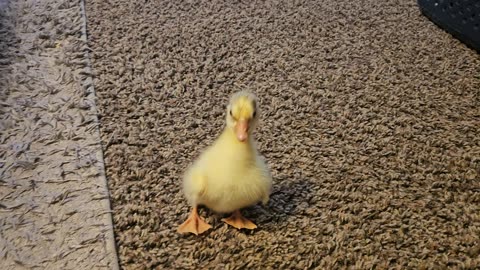 Baby gosling learning to walk