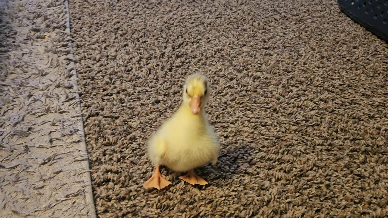 Baby gosling learning to walk