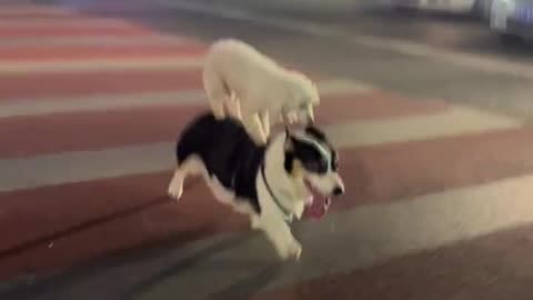 Dog riding dog to get back home lol