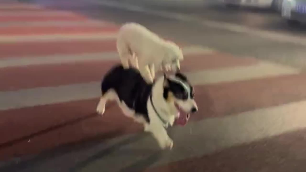 Dog riding dog to get back home lol