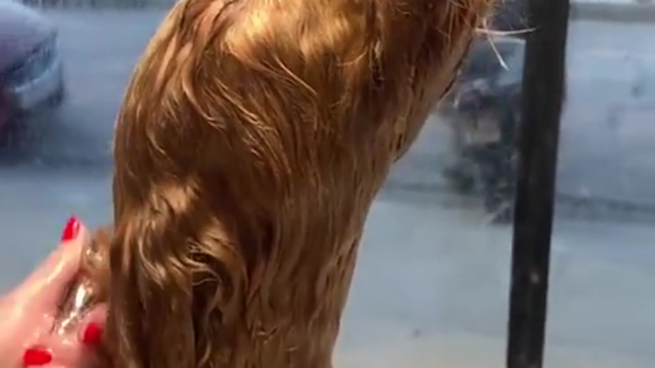 😂🐶 Everyone Loves a Spa Day! | FunFM