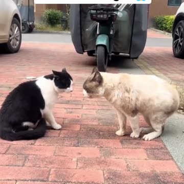 First Time to Fight 😂