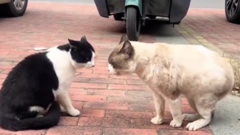 First Time to Fight 😂