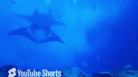 Faded (Part 3) #sealife #shark #mantaray #alanwalker #faded