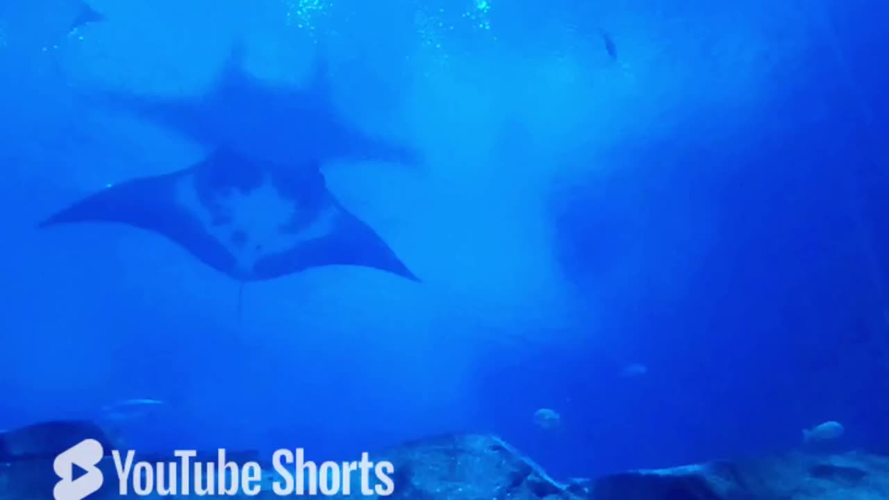 Faded (Part 3) #sealife #shark #mantaray #alanwalker #faded