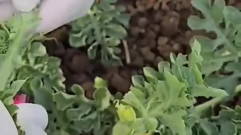 Watermelon farming in china