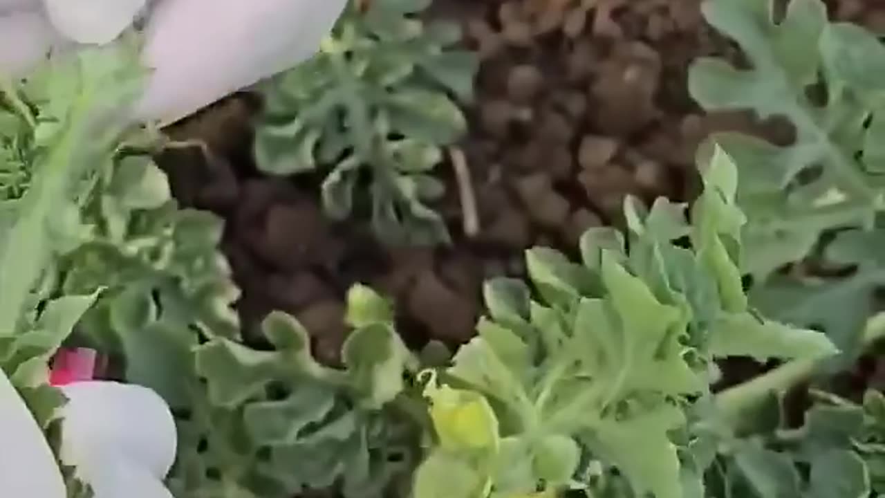 Watermelon farming in china