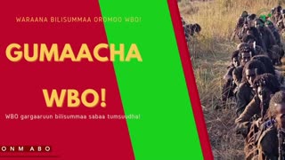 Gabaasa Gumaacha ONM-ABO Sadaasa 17-2025 itti dhiyaadhaa!