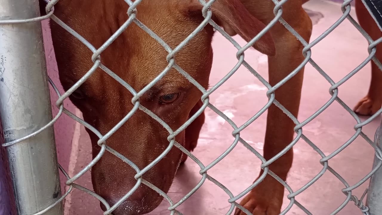 Ember 1y Pet Id 945290 kennel 2 HSSAZ shelter go round back she's more visible back there20250725190