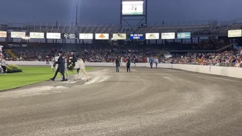 Part 2 Tennessee Walking National Horse Celebration 2025, Friday